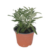 Φασκόμηλο - Salvia officinalis